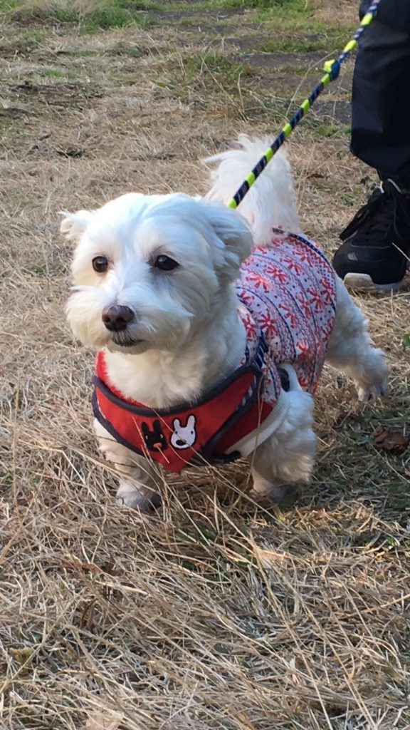 胴長短足がわかる愛犬うめこの写真