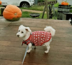 犬と泊まれる宿！藤乃煌　富士御殿場　実際に宿泊した際のうめこの写真です。