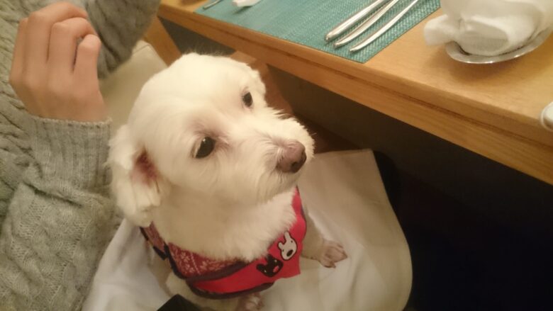 箱根の凜香で愛犬用ディナーを待っているうめこ