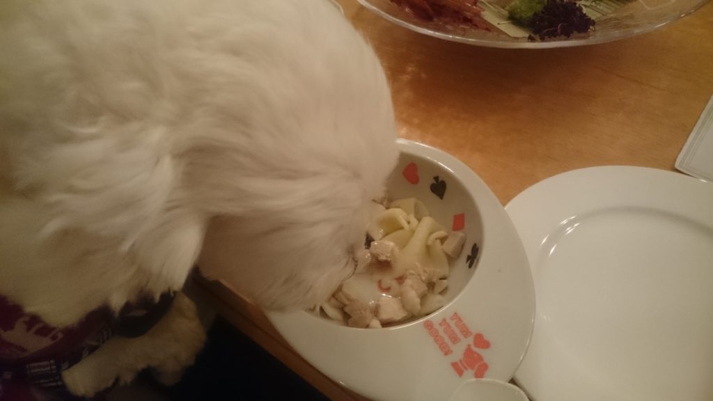 愛犬用ディナーを食べるうめこ