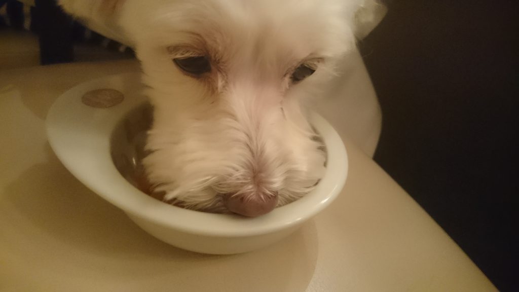 愛犬用ディナーを食べるうめこ
