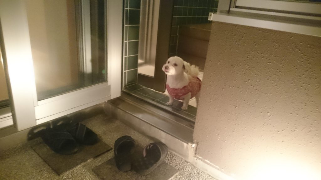 温泉に入りたそうな愛犬「うめこ」の写真