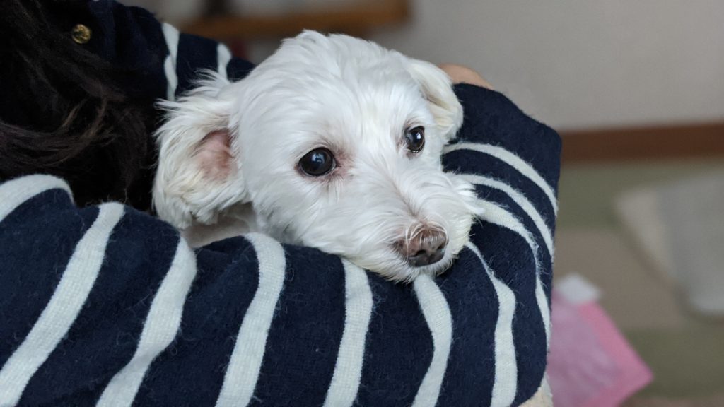 愛犬うめこの写真。涙やけが少なくなってきました。