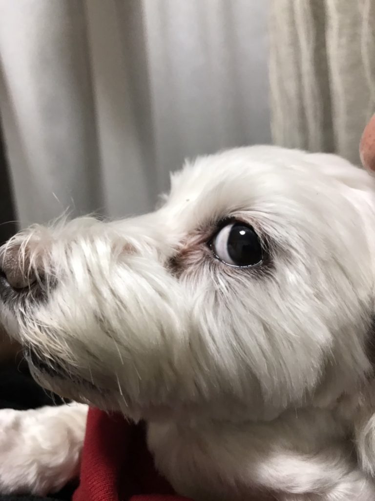 愛犬うめこの以前の写真。涙やけが目立ちます。