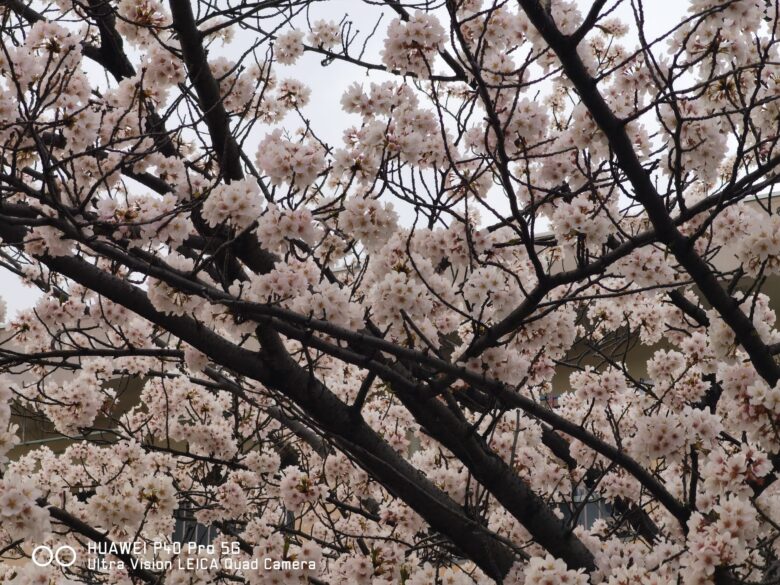 P40 Proで撮影した桜の写真。