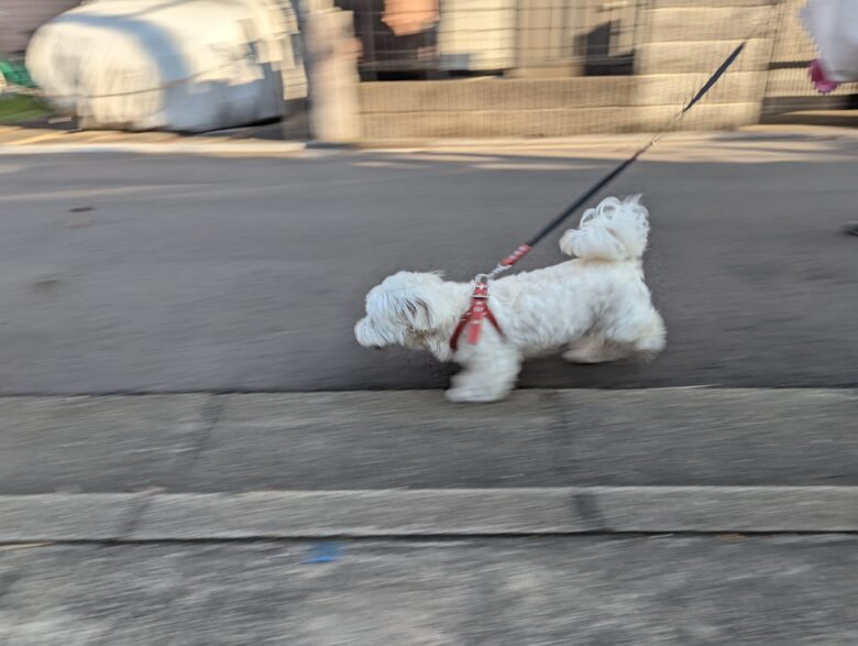 Pixel 6 Proで撮影した愛犬の写真。モーション パン機能を使いました。