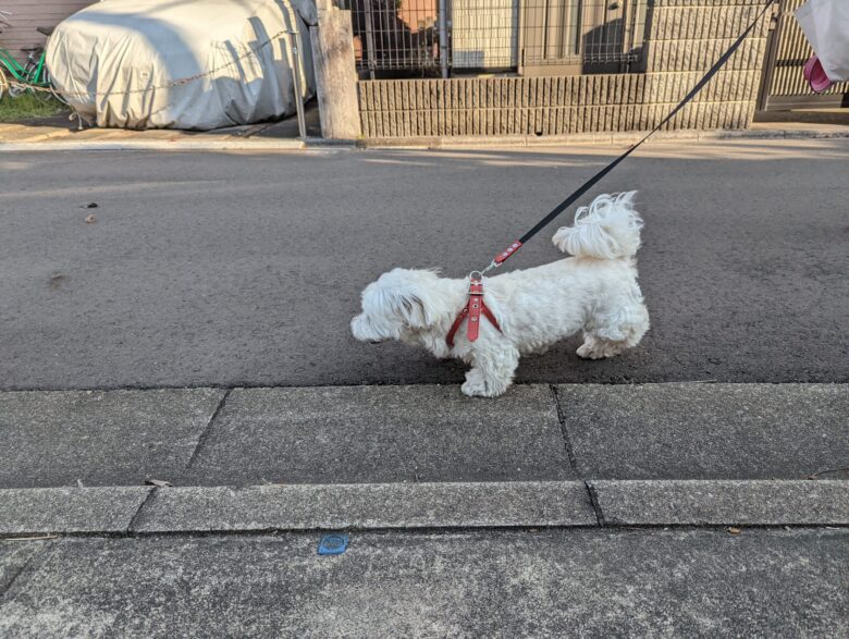 Pixel 6 Proで撮影した愛犬の写真。

