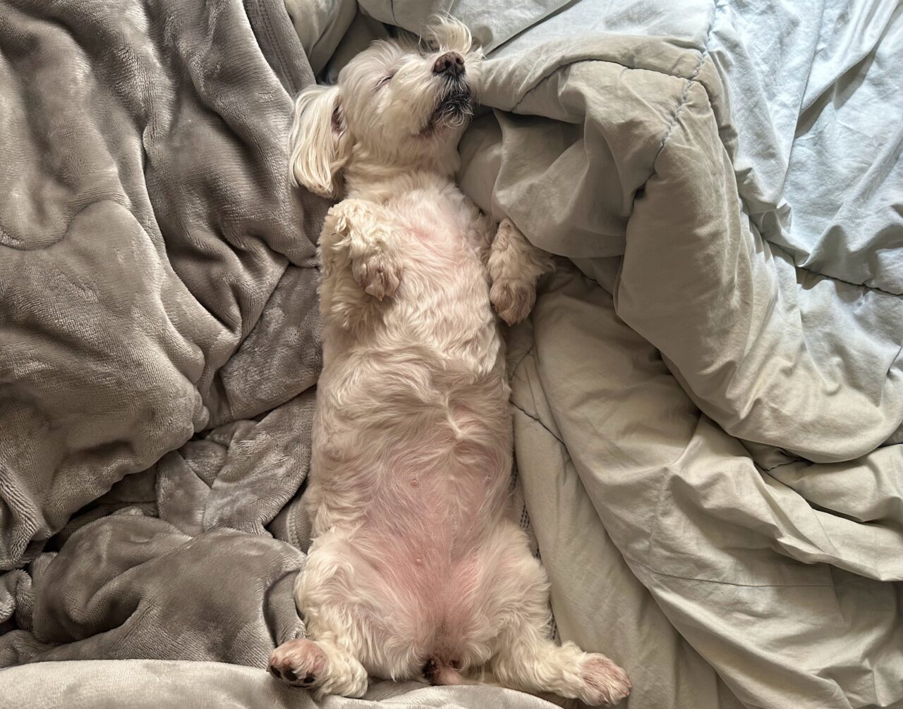 寝ている愛犬の写真