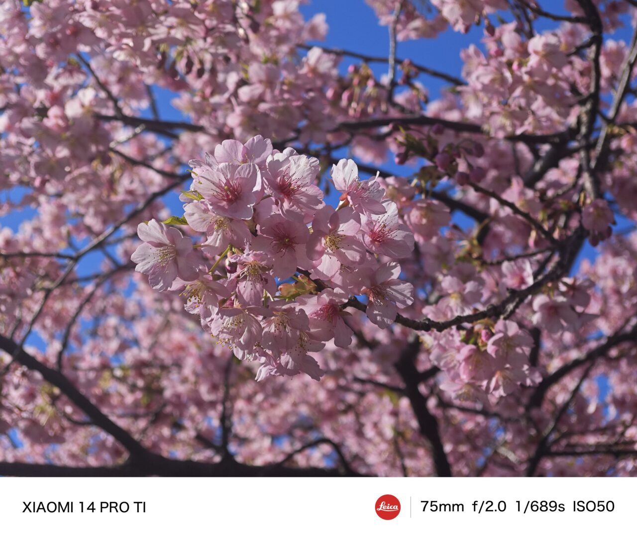 Xiaomi 14 Proの撮影画像。テレマクロその1。
